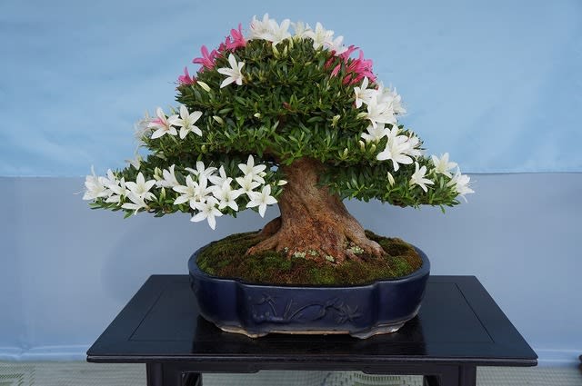 白琳 ・ 白琳の光 - 皐月の花・専科 白琳 ・ 白琳の光 - 皐月の花・専科