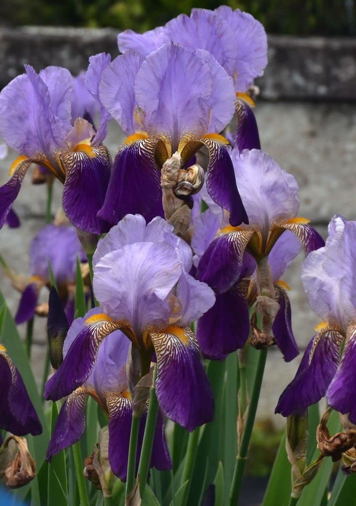 フランスの国の花は何ですか？