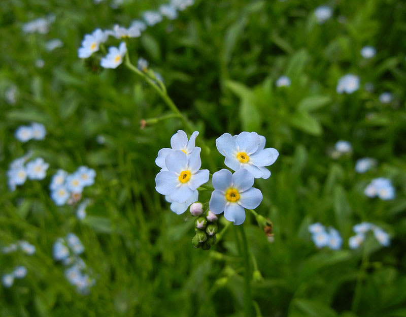 ワスレナグサ(勿忘草)の花 - アルママの気まぐれ日記 ワスレナグサ(勿忘草)の花 - アルママの気まぐれ日記