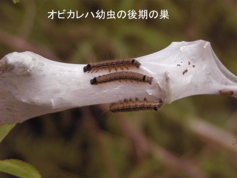 独居性と集合性―知られていなかった昆虫の幼虫が作る社会2 独居性と集合性―知られていなかった昆虫の幼虫が作る社会2