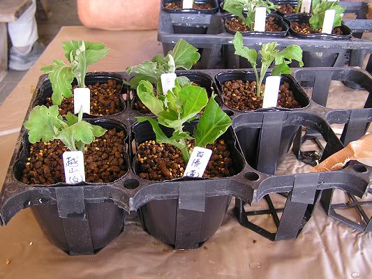 大菊の 福助作り その1 挿し穂 らいちゃんの家庭菜園日記 大菊の 福助作り その1 挿し穂 らいちゃんの家庭菜園日記