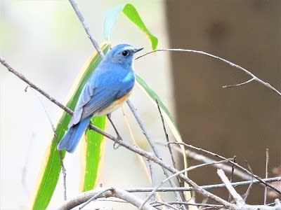 Amazon.co.jp: Fjisixsa 手作りのガラスの鳥,手作りの鳥