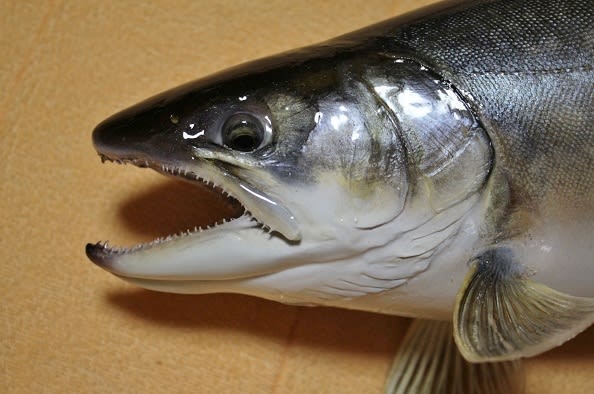 北海道の70センチ「海アメマス」完成! - 虫さん魚さん 北海道の70センチ「海アメマス」完成! - 虫さん魚さん