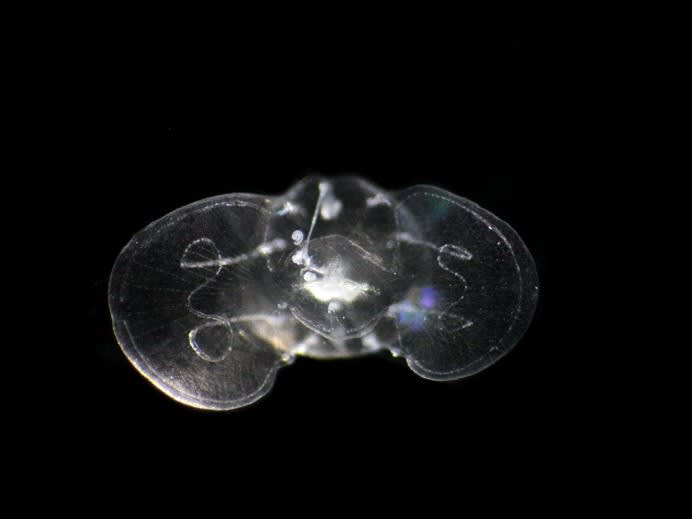 12月クラゲサンプリングin宿毛湾 - 公益財団法人 黒潮生物研究所