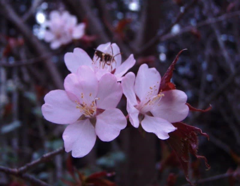 曼荼羅桜が満開になりました。 2017年4月24日 - 岩湧の森 曼荼羅桜が満開になりました。 2017年4月24日 - 岩湧の森