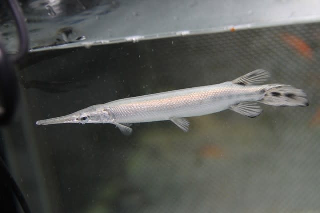 THE大型魚 極美精鋭の魚 アクアリウムユーチューバーの水槽完成