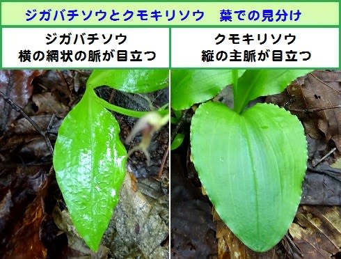 売れ筋介護用品も！ クモキリソウ 良 1芽799 山野草 らん 花