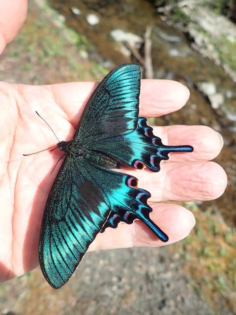 美麗ミヤマカラスアゲハ春型ハンテング - 北海道昆虫同好会ブログ