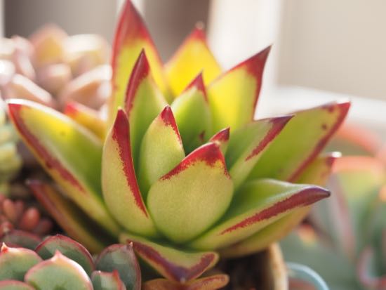 紅葉の謎に迫る 多肉植物1年生 紅葉の謎に迫る 多肉植物1年生