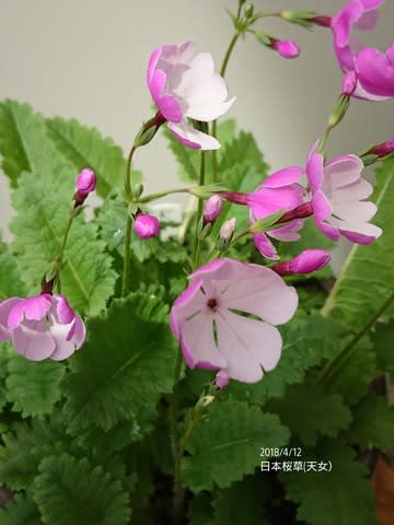 日本桜草後編 8種類 - 私のお庭