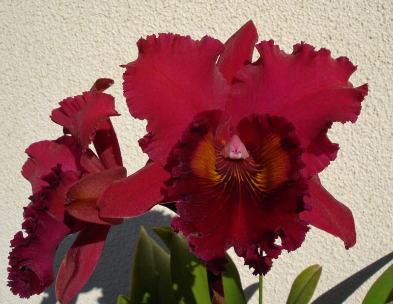 ◇Rlc. Shinfong Crown'General #1' - カトログ !! ~ カトレヤ ◇Rlc. Shinfong Crown'General #1' - カトログ !! ~ カトレヤ