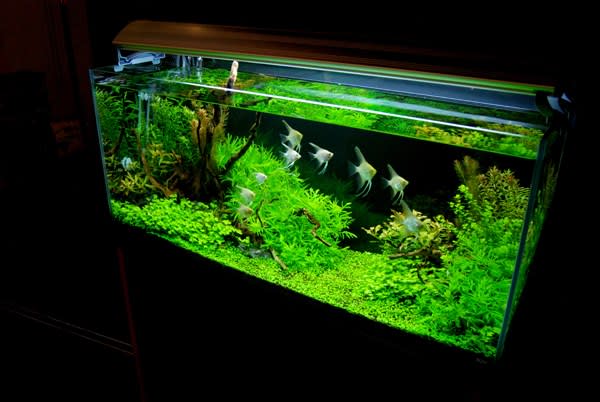 エンゼルフィッシュ在庫情報 - ～ ペンギンビレッジぶろぐ 水中
