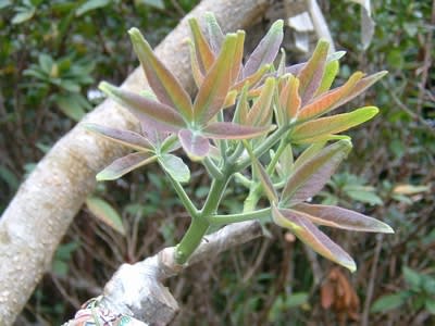 ホワイトサポテを取り木しました。 - 熱帯果樹写真館ブログ