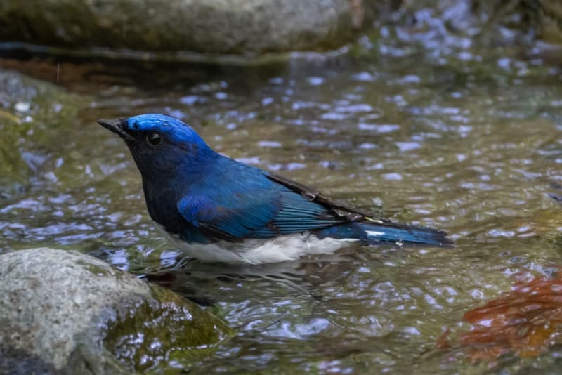 幸せの青い鳥 オオルリ（1） - 徒然なる野鳥のままに悠々散歩