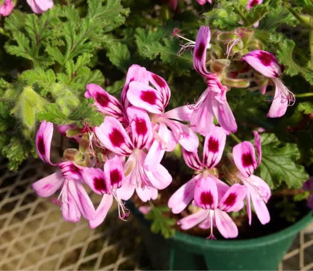 パインゼラニウム6号サイズ - かながわハーブナーセリー園主の