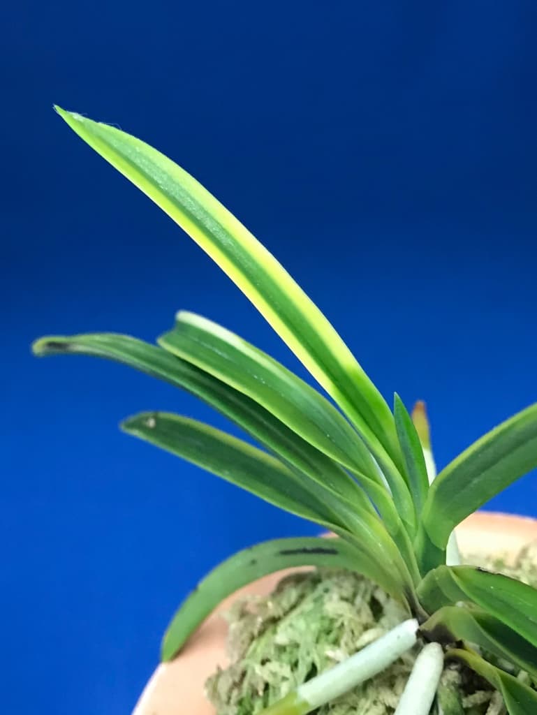 富貴蘭　羆の縞 羆の縞 - 奥深い富貴蘭