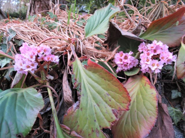 庭にピンクの花と黄色の花 - 里山悠々録 庭にピンクの花と黄色の花 - 里山悠々録