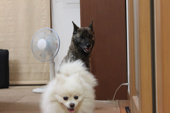 犬として正解 ポメとして不正解 コテツ こはるの王国警備隊日誌