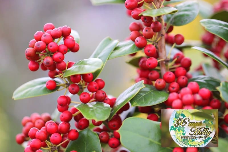 赤い実・黄色い実 - 正月近し - アブリル - どこにでもあり