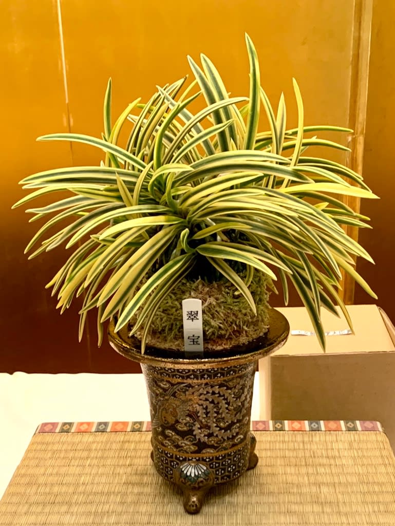 日本富貴蘭会全国大会の展示品 - 純風満蘭 富貴蘭・風蘭ブログ