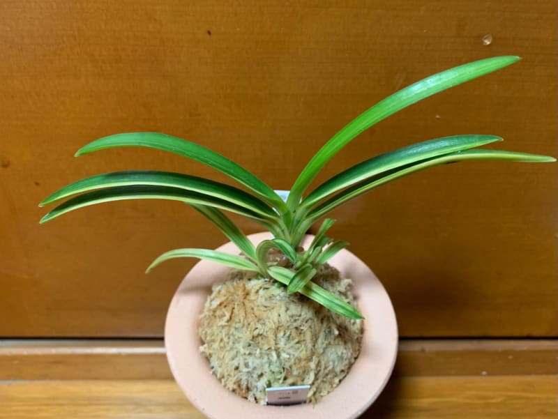 富貴蘭 四季彩(宮崎県産) - インテリア小物