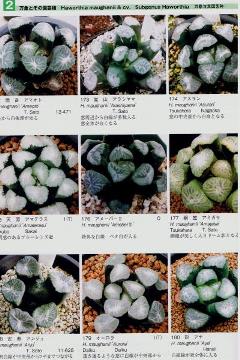 ハオルチアアカデミー写真集Vol.1 | 日本カクタス企画社 |本