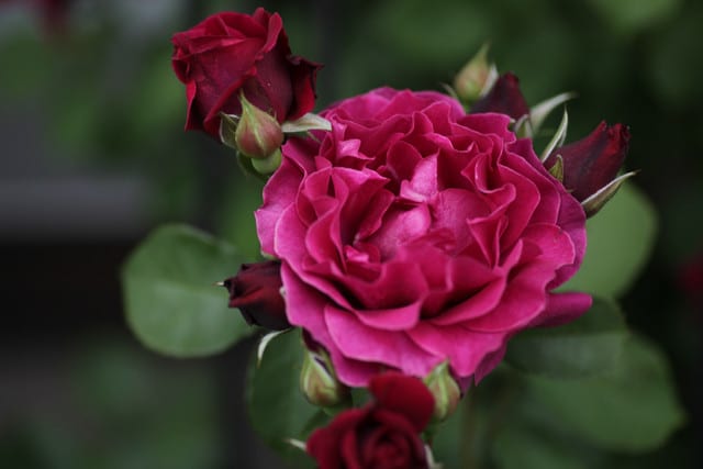一年目のジュールヴェルヌと咲き進んできたバラ - 本日開花なり 一年目のジュールヴェルヌと咲き進んできたバラ - 本日開花なり
