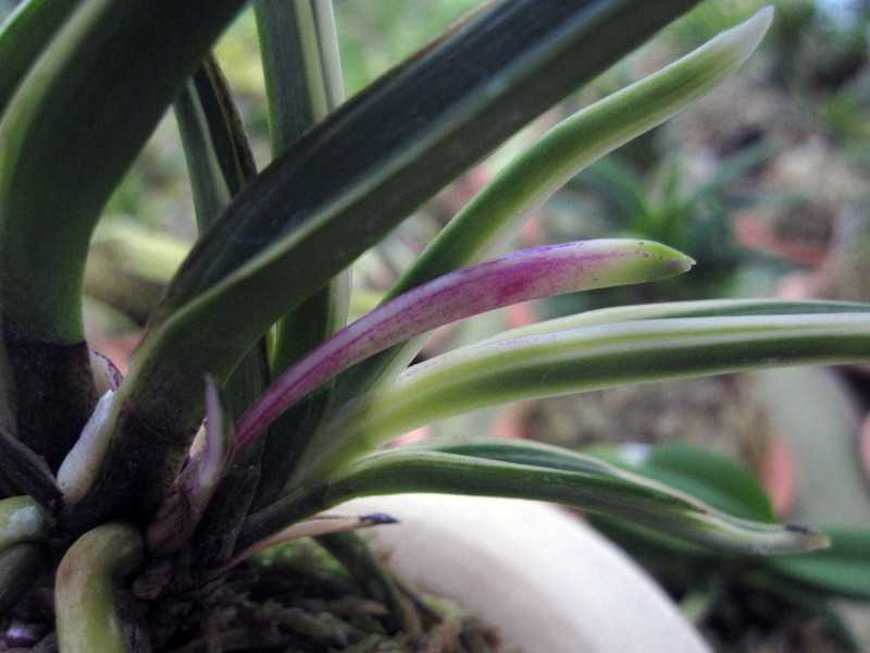 富貴蘭　必見！!火影白覆輪縞 栽培品種紹介