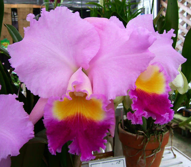 洋ラン カトレア交配種 THO-135 C.Horace 'Maxima'AM/AOS 洋ラン カトレア交配種 THO-135 C.Horace 'Maxima'AM/AOS