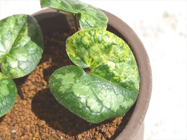 コリアグランドセール H30 タマノカンアオイは・・・ - 香華飯店のブログ その他