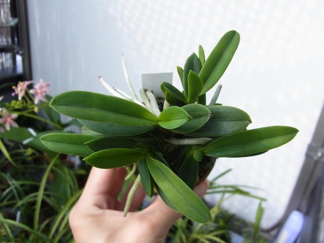 富貴蘭 「玉金剛」 (Vanda falcata 'Tamakongou') - ベランダ蘭
