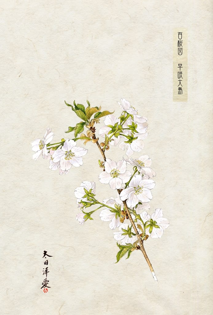 日本に自生している桜のボタニカルアート‼️ - 新しい素材が