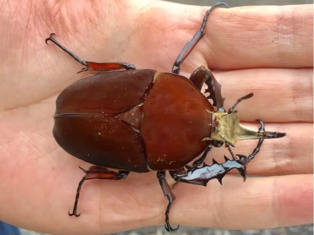 ☆まるでカブトムシの様な角が生えた昆虫たち‼︎☆ - カブト ☆まるでカブトムシの様な角が生えた昆虫たち‼︎☆ - カブト