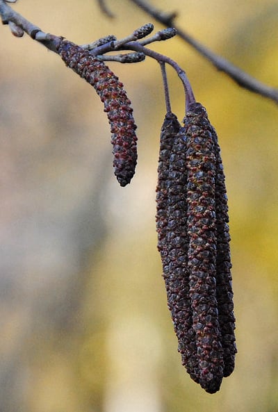 ハンノキ 榛の木 の花と実 アルママの気まぐれ日記