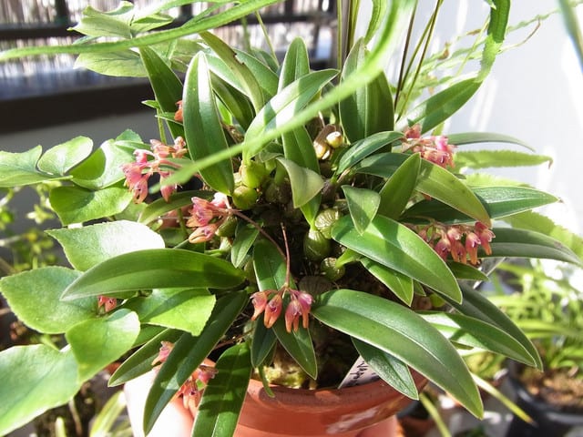 ミヤマムギラン (Bulbophyllum japonicum) - ベランダ蘭 ミヤマムギラン (Bulbophyllum japonicum) - ベランダ蘭