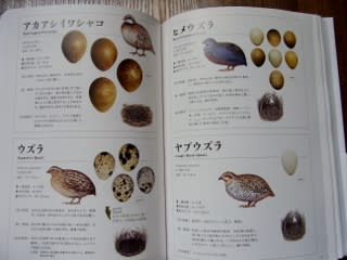 世界655種 鳥と卵と巣の大図鑑」 - 絵本の部屋