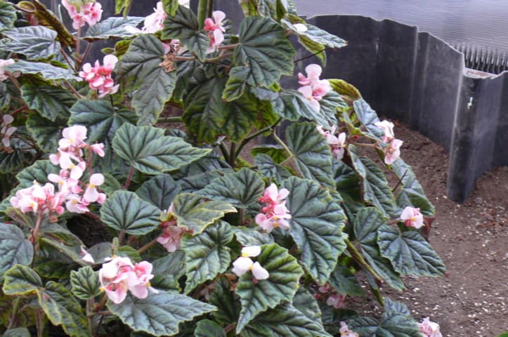 岩手県立花きセンターの木立性ベゴニア メタリカ・ピンク 岩手県立花きセンターの木立性ベゴニア メタリカ・ピンク