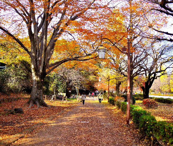 錦秋の大学通り - くにたちの声