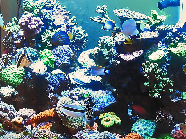 BJ019) 魚の本 3冊、静岡県の海、世界の海水魚450、マリン