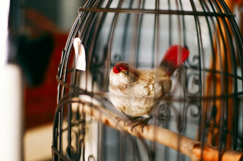 籠の中の鳥 写真雑記