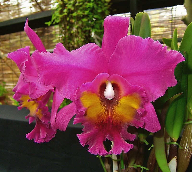 Rlc. King of Taiwan'ORCHIS' - カトログ !! ~ カトレヤ交配種 Rlc. King of Taiwan'ORCHIS' - カトログ !! ~ カトレヤ交配種