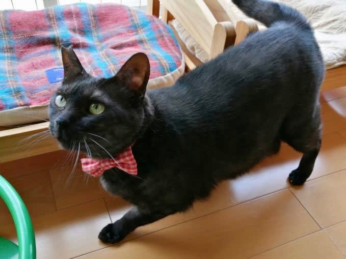 8月8日 International Cat Day(世界猫の日)(=^・^=) - Cat 8月8日 International Cat Day(世界猫の日)(=^・^=) - Cat