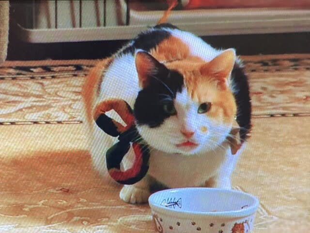 パリコレクション ねこタクシー／240604 - ナンシー・Chang！のおいし～生活 邦画・日本映画