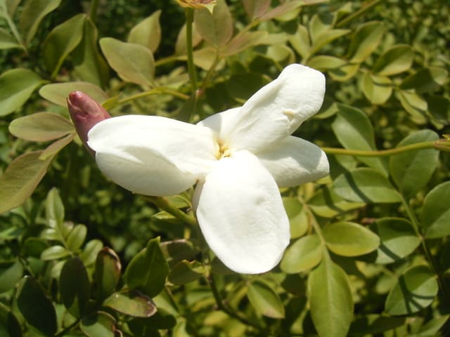 ソケイ ハーブとして花として 笑顔おじさん自由きままな花調べ