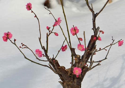 鉢植えの花梅 2018（4）～ 八重寒紅 - Koba の庭～春夏秋冬