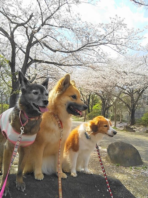 満開の 桜に見上げて おやつ待つ - 雑種犬「風(ふう)」のひとりごと