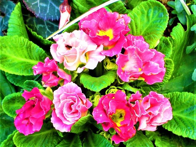 * * *ほっこり冬カラーの寄せ植え あったか！】温かな気持ちになる暖色カラーの冬の寄せ植え