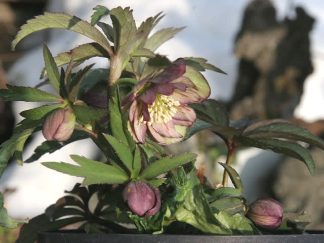 クリスマスローズ原種 デュメトラムdd hyb 多肉植物 植花夢 通販