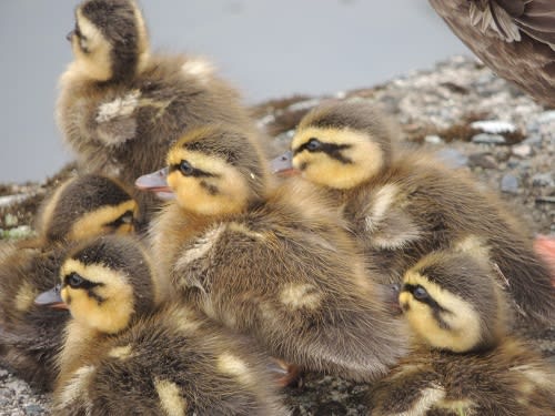 鳥の置物 ミニチュア マガモ 鴨 2種6点 鳥の雑貨 HANAKO - メルカリ