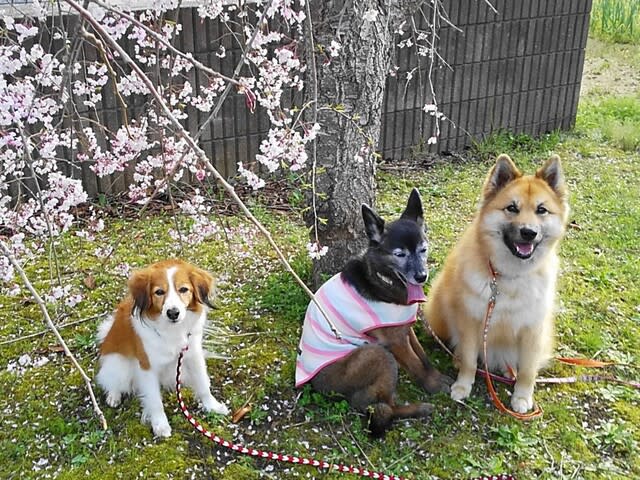 満開の 桜に見上げて おやつ待つ - 雑種犬「風(ふう)」のひとりごと